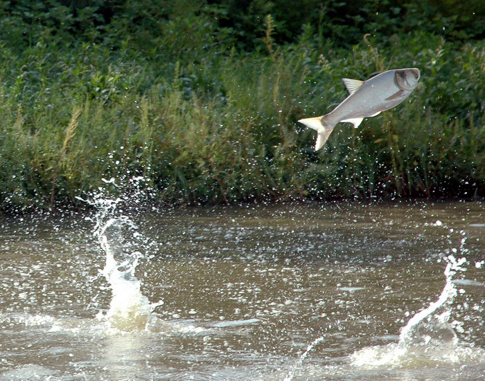 Grass carp have invaded three of the Great Lakes, study says