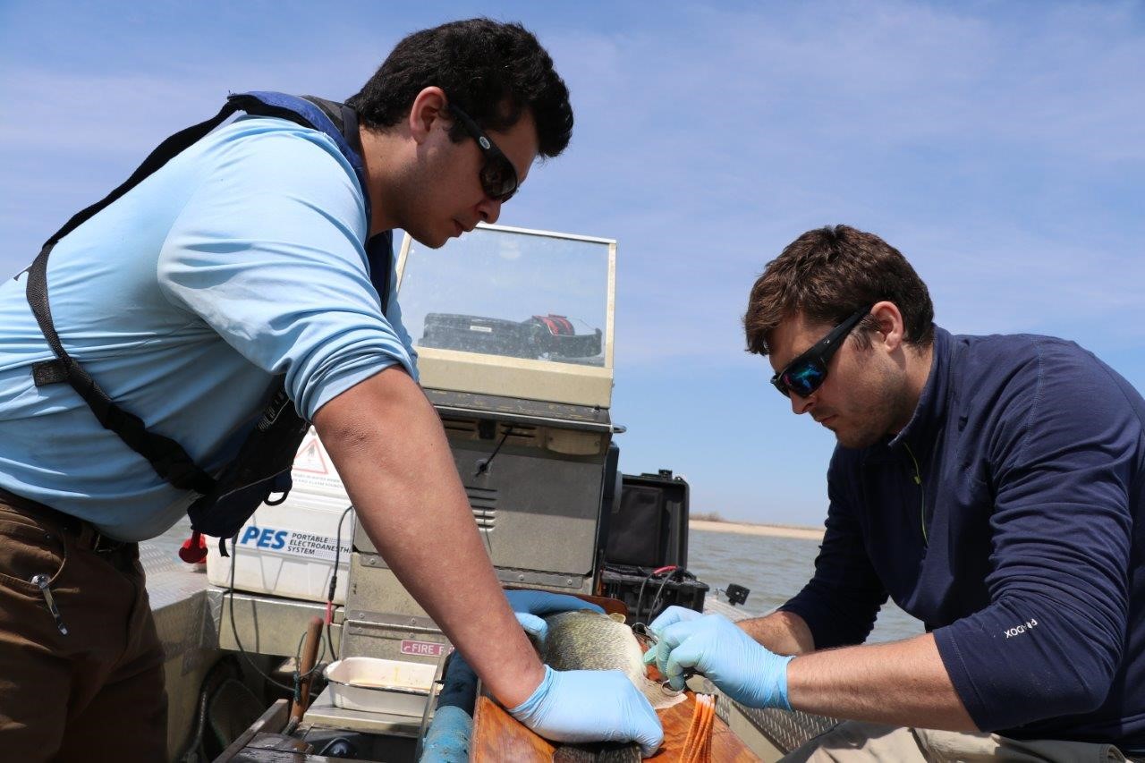 Henry Hansen de l’Université du Nebraska et Colin Charles de Pêches et Océans Canada introduisent un petit émetteur à l’intérieur d’un poisson. Photo : Doug Watkinson/MPO