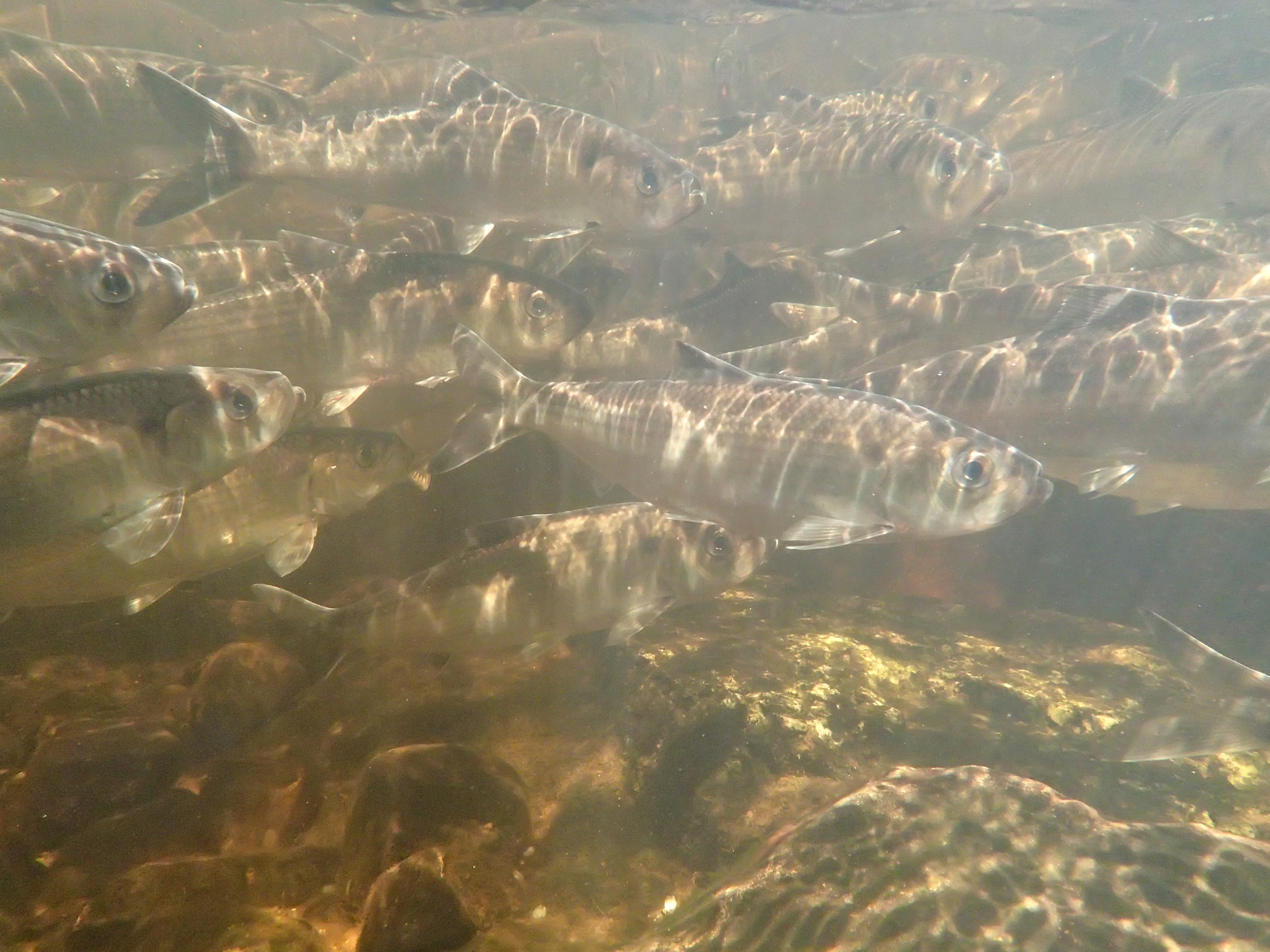 alewives swimming