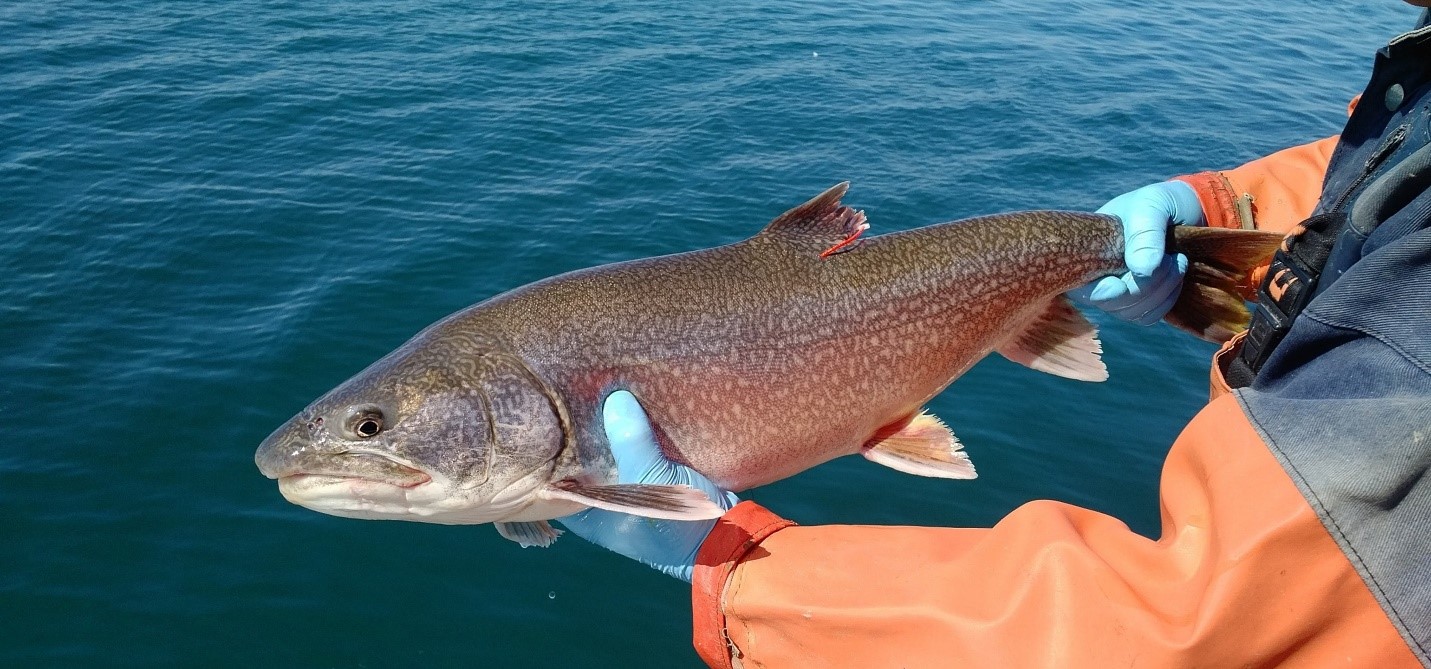 lake trout tagged 