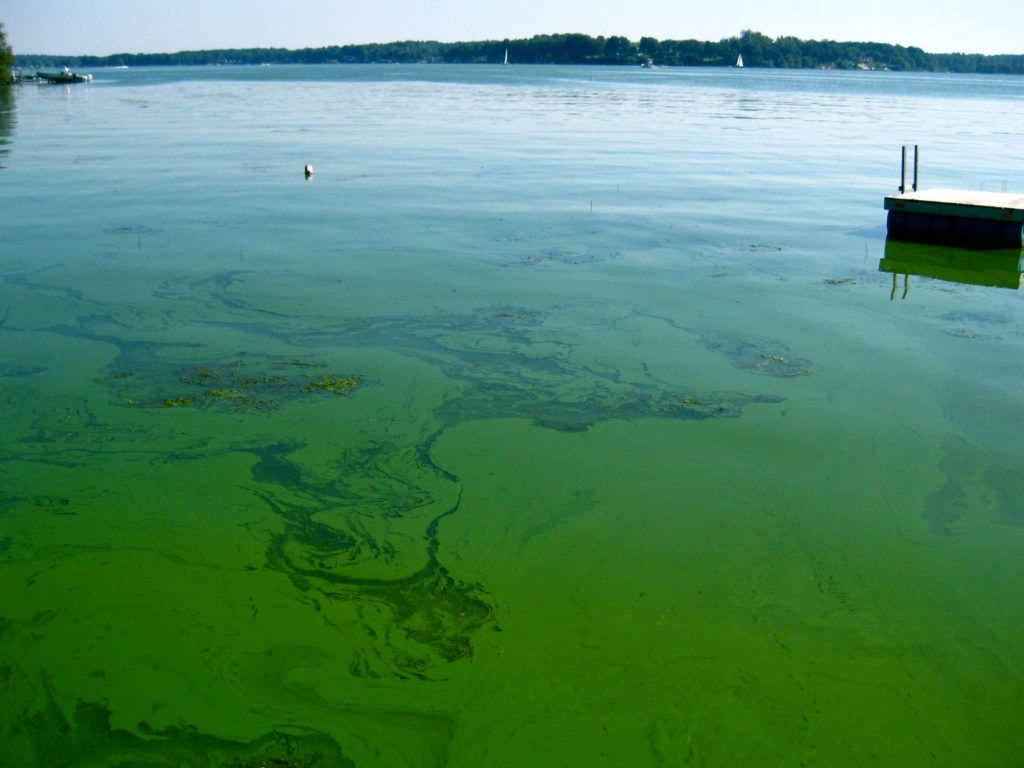 algal bloom sodus bay great lakes connection lake ontario