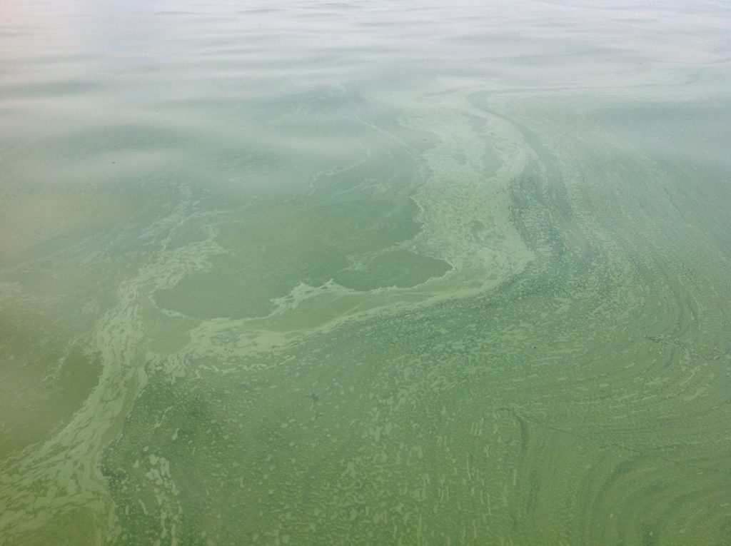 Prolifération d’algues dans le bassin ouest du lac Érié en août 2015. Source : NOAA.