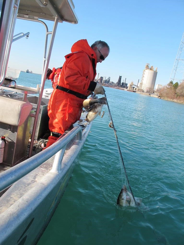 Researcher James Boase pulls up a gill net on the Detroit River
