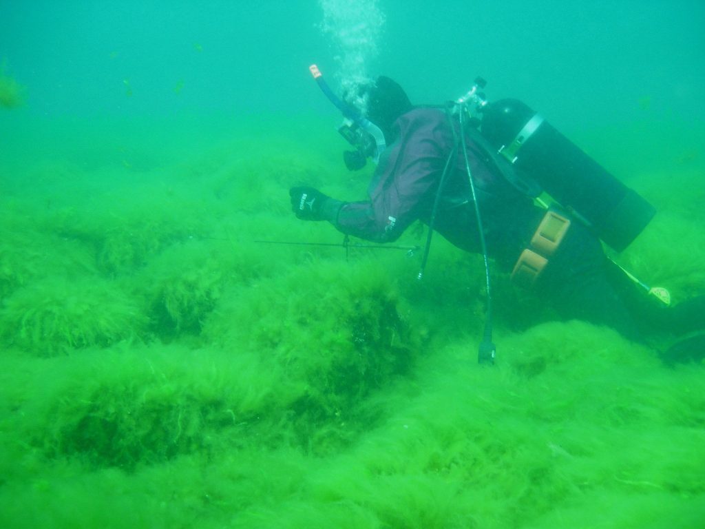 Cladophora mats, like these in Lake Michigan off the Sleeping Bear Dunes, can overtake swaths of the lakes thanks to nutrient pollution and invasive mussels clarifying the water. Credit: R. Whitman, US Geological Survey