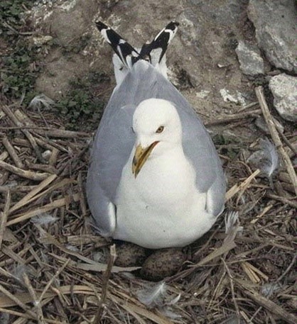 A gull incubates its eggs near Saginaw Bay, Michigan. Legacy contaminants such as PCBs have been found in the eggs even recently. Credit: US Fish and Wildlife Service