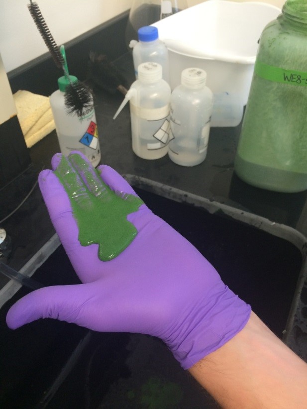 Une poignée d’échantillons d’algues nuisibles sont préparés aux fins d’analyse au Great Lakes Environmental Research Laboratory de la NOAA en 2015. Source : NOAA.