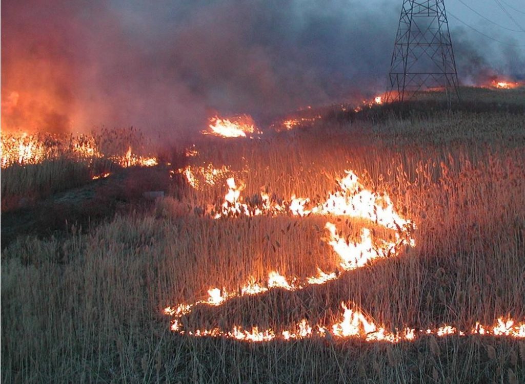 Les méthodes de lutte contre la propagation du roseau commun (Phragmites) comprennent le brûlage des plantes