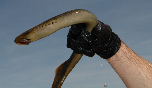Sea lampreys use their large oral sucking disk filled with sharp, horn-shaped teeth surrounding a razor sharp rasping tongue to securely attach to a fish, rasp through the fish’s scales and skin, and feed on the fish’s body fluids. Credit: GLFC