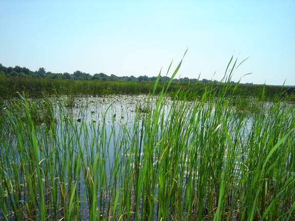 wetlands ontario natural barriers pollutants 