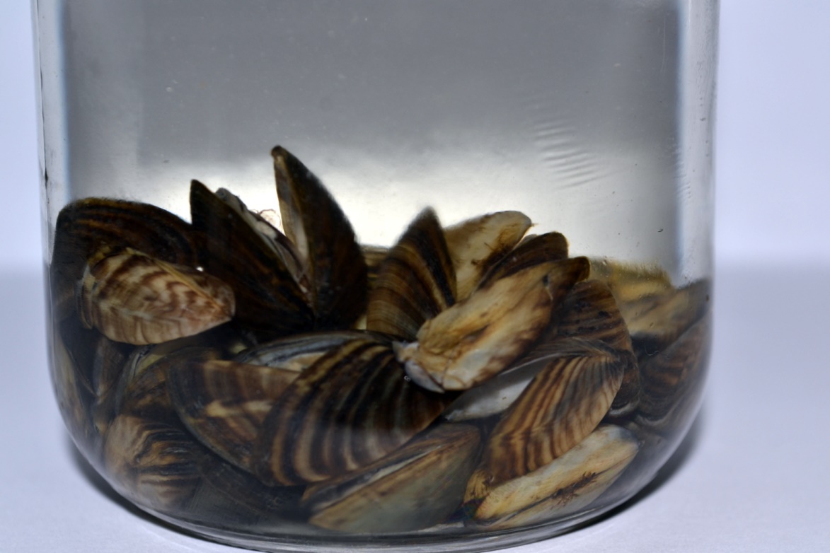 Zebra mussels in a container. Credit: Manitoba Department of Conservation and Stewardship.