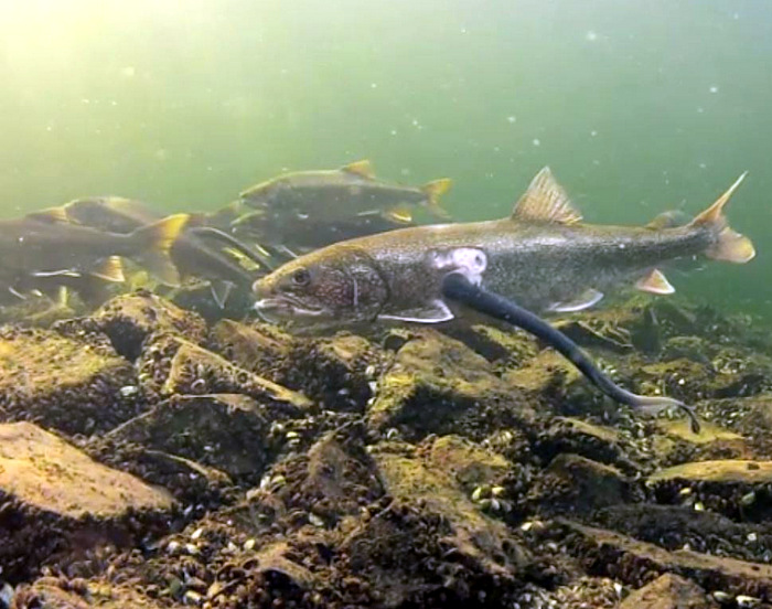 Sea Lamprey S Invade Great Lakes, Do Sea Lamprey Kill Fish