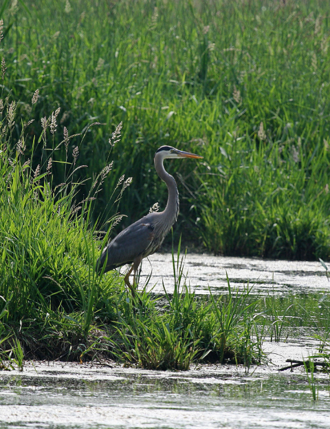 Heron standing in the tall grass of a wetland