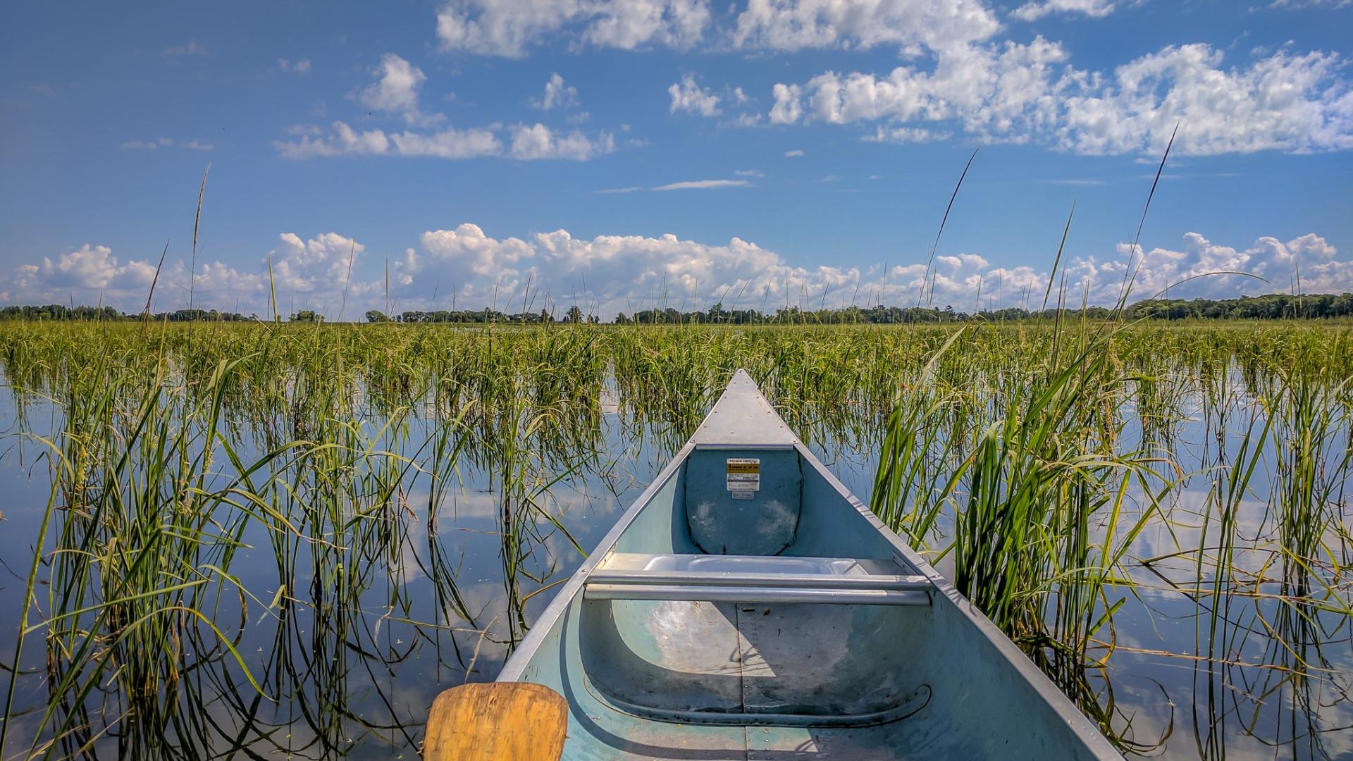 canoe and bed of wild rice in minnesota
