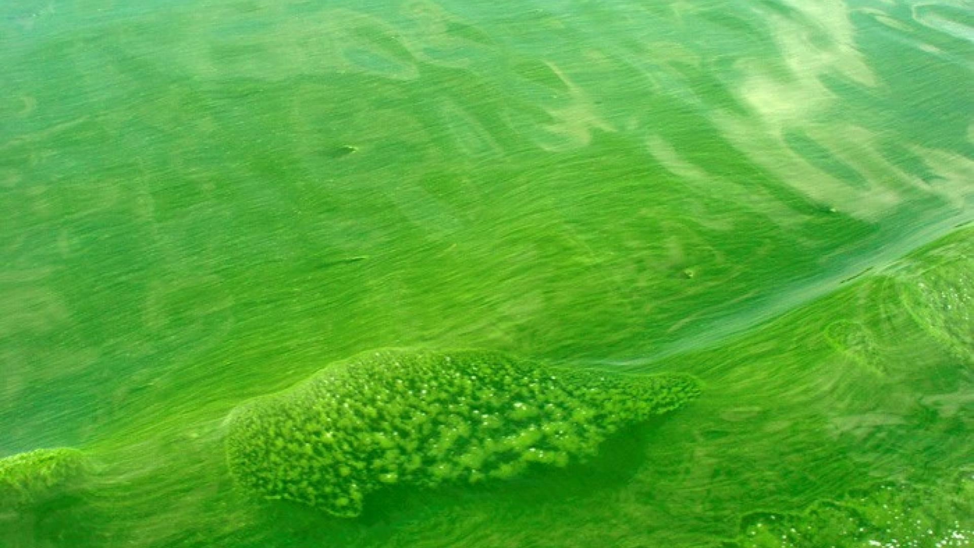 Microcystis algal bloom in Hamilton Harbour