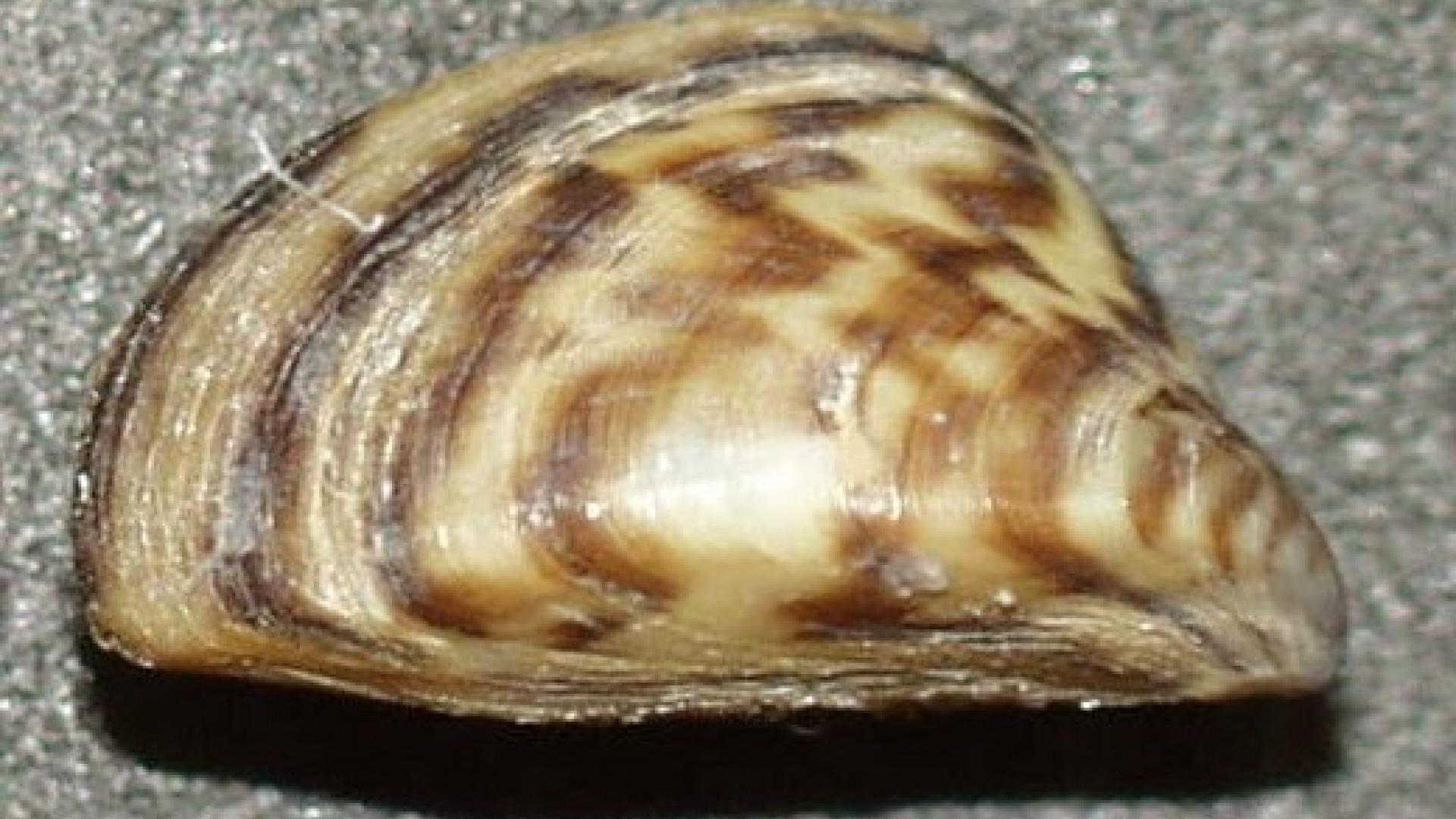 Water Matters - Zebra mussels confirmed in the Rainy-Lake of the Woods basin headwaters.