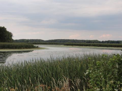 Wetlands in the Lake Champlain-Richelieu River Basin, Credit: Madeleine Papineau