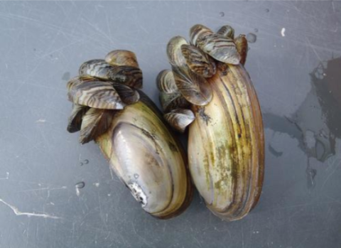 mussels clinging